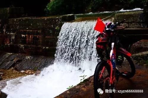 可爱小猫向上跳